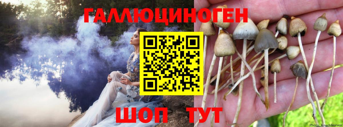 Гурьевск  Галлюциногенные грибы GOLDEN TEACHER  Вход с VPN 